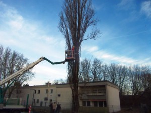 Fällung einer Pappel für die Stadtautobahn A100 in Berlin-Neukölln