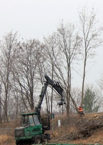 Baumfällung A100 5